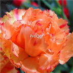 dear 19usd Ngryise 6000Pcs A Set carnation rare seed