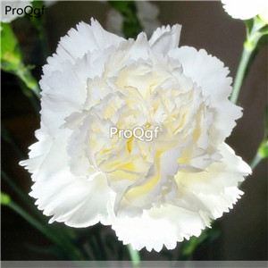 dear 19usd Ngryise 6000Pcs A Set carnation rare seed