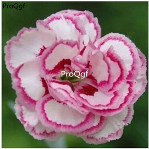 19usd sweet Ngryise 6000Pcs A Set carnation rare seed