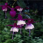 19usd Ngryise 3000Pcs A Set Fuchsia hybrida lantern flower seed