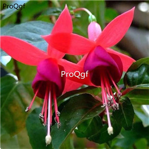 19usd Ngryise 3000Pcs A Set Fuchsia hybrida lantern flower seed