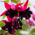 19usd Ngryise sweet 3000Pcs A Set Fuchsia hybrida lantern flower seed