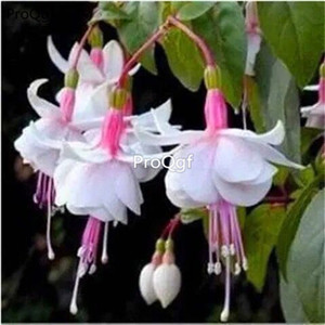 19usd Ngryise sweet 3000Pcs A Set Fuchsia hybrida lantern flower seed