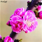 19usd Ngryise 500Pcs A Set Chimonanthus praecox plum blossom seed