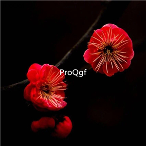 19usd Ngryise 500Pcs A Set Chimonanthus praecox plum blossom seed