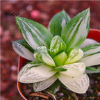 29usd Ngryise 2Pcs A Set baocaojin haworthia plant