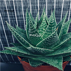 29usd Ngryise 2Pcs A Set pearl aloe plant