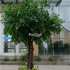 19usd Ngryise 300Pcs A Set Ficus microcarpa seed