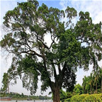 19usd ngryise 300pcs Ficus concinna seed