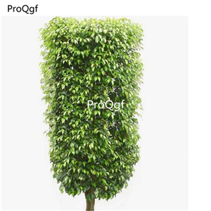 19usd Ngryise 300Pcs A Set Ficus benjamina  seed