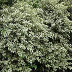 19usd Ngryise 300Pcs A Set Ficus huayerong seed