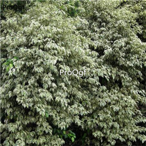19usd Ngryise 300Pcs A Set Ficus huayerong seed