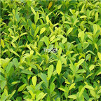 19usd Ngryise 300Pcs A Set Ficus microcarpa Golden Leaves seed