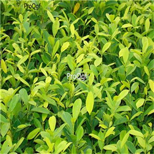 19usd Ngryise 300Pcs A Set Ficus microcarpa Golden Leaves seed