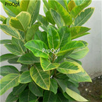 19usd Ngryise 300Pcs A Set Ficus elastica Schryver iana seed