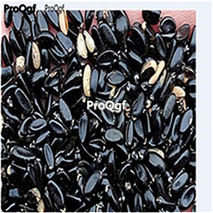 19usd Ngryise 300Pcs A Set Ficus elastica Schryver iana seed