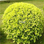 19usd Ngryise 300Pcs A Set Duranta repens Dwarf Yellow lianqiao seed