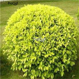 19usd Ngryise 300Pcs A Set Duranta repens Dwarf Yellow lianqiao seed