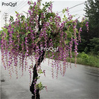 19usd Ngryise 200Pcs A Set purple color wisteria wisteria seed