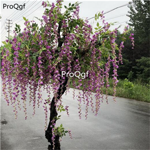 19usd Ngryise 200Pcs A Set purple color wisteria wisteria seed