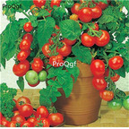 19usd Ngryise 8000Pcs A Set Cherry dwarf small tomato  seed