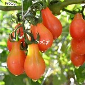 19usd Ngryise 8000Pcs A Set Cherry dwarf small tomato  seed