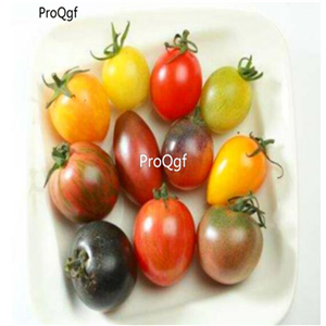 19usd Ngryise 6000Pcs A Set colorful small tomato seed