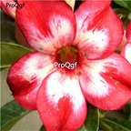 19usd Ngryise 50Pcs A Set Desert Rose  seed