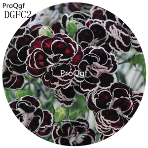 19usd Ngryise 9000Pcs A Set Carnation big flower seed