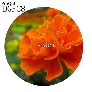 19usd hot Ngryise 9000Pcs A Set Carnation big flower seed
