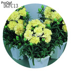 19usd darling Ngryise 9000Pcs A Set Carnation big flower seed