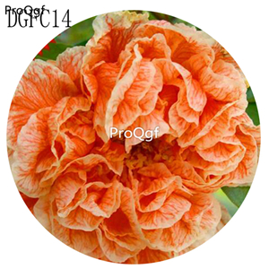 19usd darling Ngryise 9000Pcs A Set Carnation big flower seed