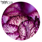 19usd sweet Ngryise 9000Pcs A Set Carnation big flower seed
