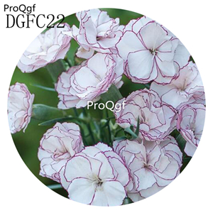 19usd sweet Ngryise 9000Pcs A Set Carnation big flower seed