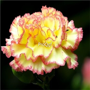 19usd cute Ngryise 9000Pcs A Set Carnation big flower seed