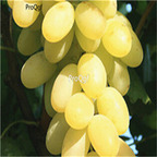19usd Ngryise 3000Pcs A Set Grape Multiple Varieties Optional semillase verduras seed