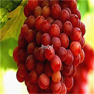 19usd Ngryise 3000Pcs A Set Grape Multiple Varieties Optional semillase verduras seed