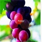 19usd hot Ngryise 3000Pcs A Set Grape Multiple Varieties Optional semillase verduras seed