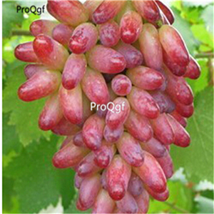 19usd hot Ngryise 3000Pcs A Set Grape Multiple Varieties Optional semillase verduras seed