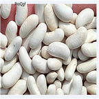 19usd Ngryise 500Pcs A Set Four season bean seed