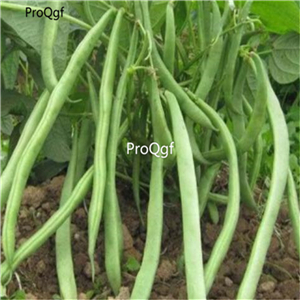 19usd Ngryise 500Pcs A Set Four season bean seed