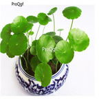 19usd Ngryise 6000Pcs A Set Hydroponic copper grass seed