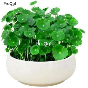 19usd Ngryise 6000Pcs A Set Hydroponic copper grass seed