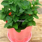19usd Ngryise 8000Pcs A Set Four seasons peppermint  seed