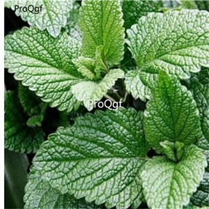 19usd Ngryise 8000Pcs A Set Four seasons peppermint  seed