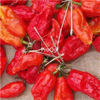 19usd Ngryise 8000Pcs A Set jolokia seed