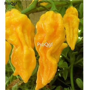 19usd Ngryise 8000Pcs A Set jolokia seed