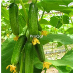 19usd Ngryise 6000Pcs A Set  Dutch cucumber seed
