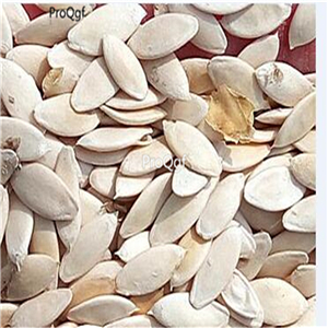 19usd Ngryise 6000Pcs A Set  Dutch cucumber seed