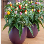 19usd Ngryise 8000Pcs A Set  Colorful pepper spicy millet pepper  seed
